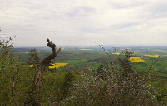 Ausblick auf Rapsfelder und Wald vom Donnersberg.